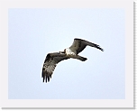 saaksi  Osprey * 800 x 627 * (174KB)